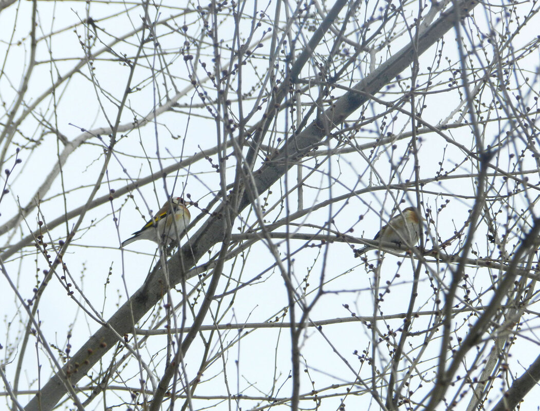 птички - Лера 