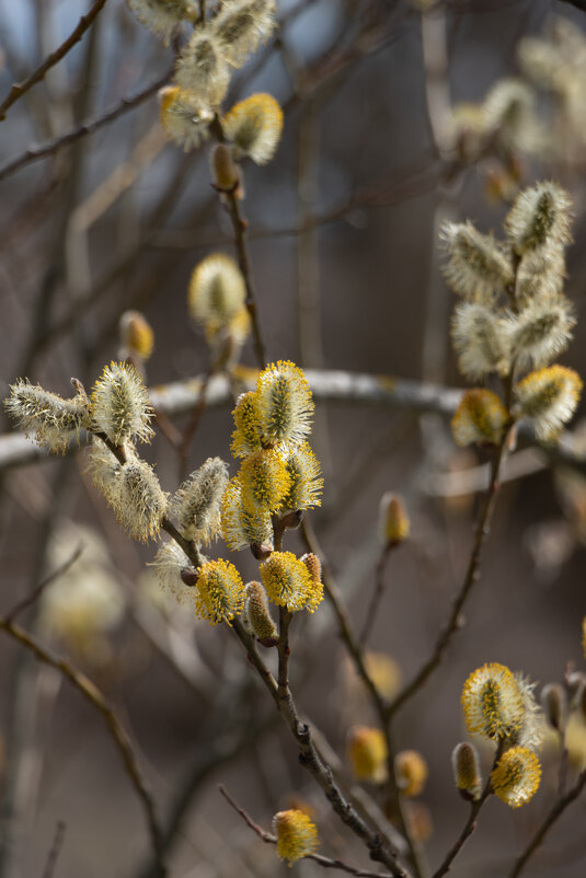 Верба. - Дмитрий А Верба. - Дмитрий А