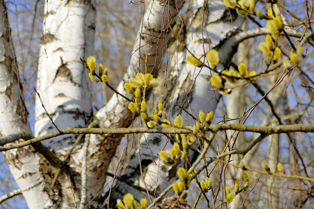 Природа 22 марта 1 - Александр Прокудин Природа 22 марта 1 - Александр Прокудин