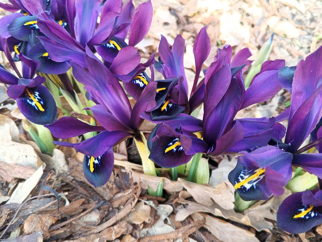 Иридодиктиум - Сапсан 