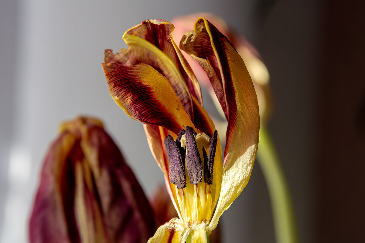 *** - Виктор Иванович Чернюк