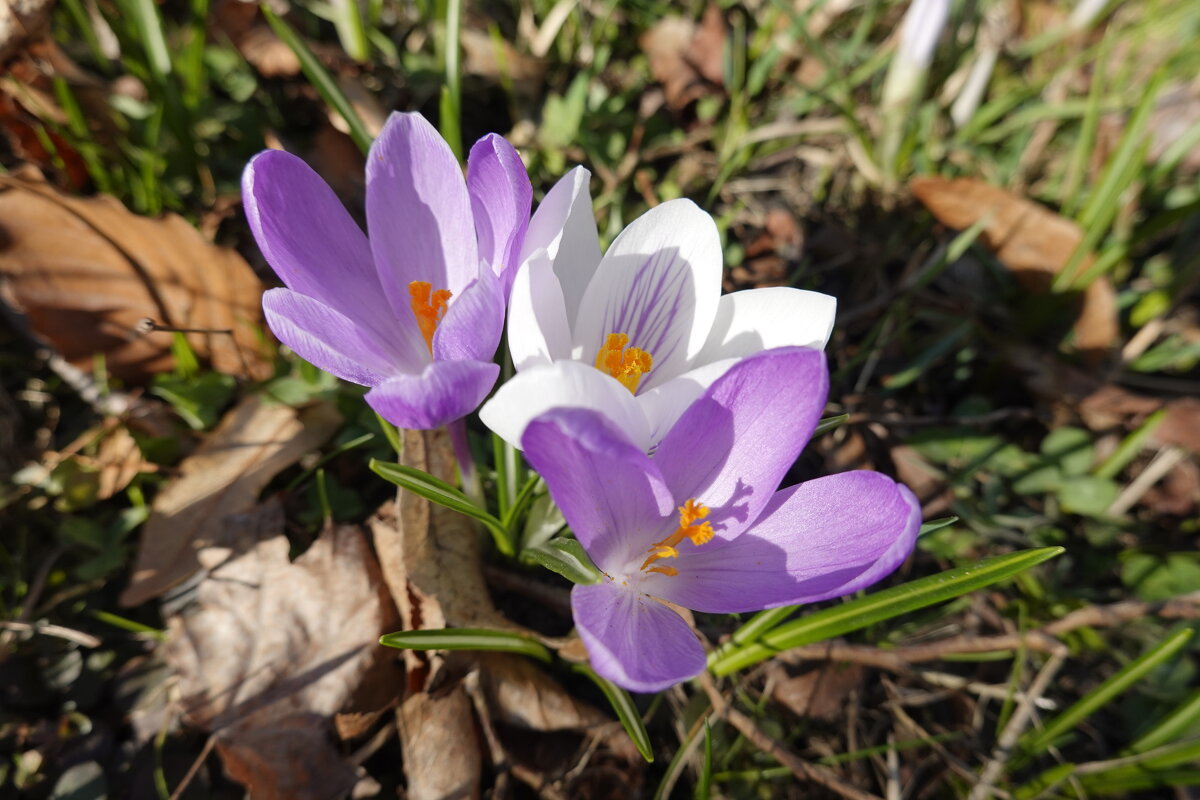Из-под земли рвутся синие крокусы...... - Галина Из-под земли рвутся синие крокусы...... - Галина