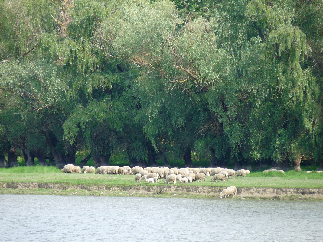водопой - nika2004 водопой - nika2004