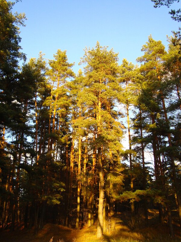 лес - марта Камушкина