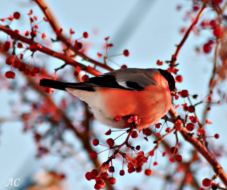 *** - Любовь Сахарова