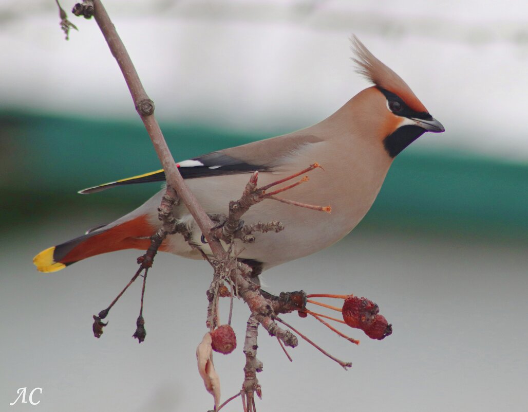 Красавица свиристель - Любовь Сахарова Красавица свиристель - Любовь Сахарова