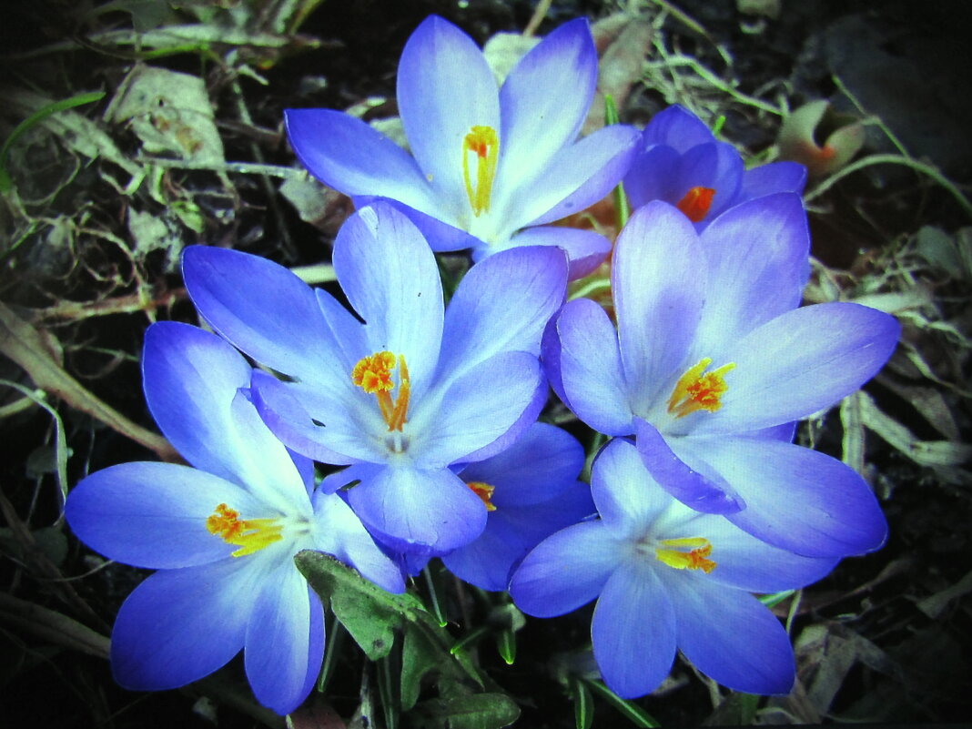 Красавцы - Людмила Смородинская Красавцы - Людмила Смородинская