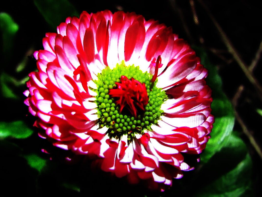 Красавица маргаритка - Людмила Смородинская Красавица маргаритка - Людмила Смородинская