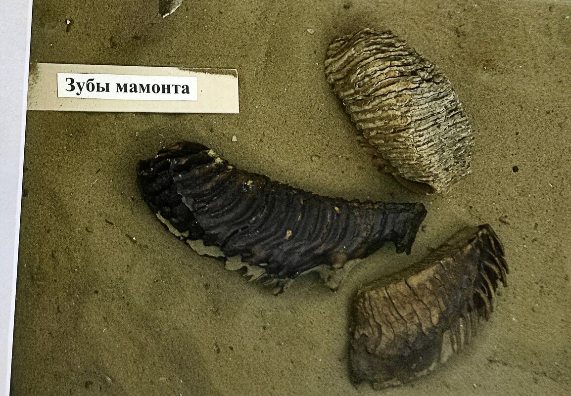 Зубы мамонта - Татьяна Лютаева