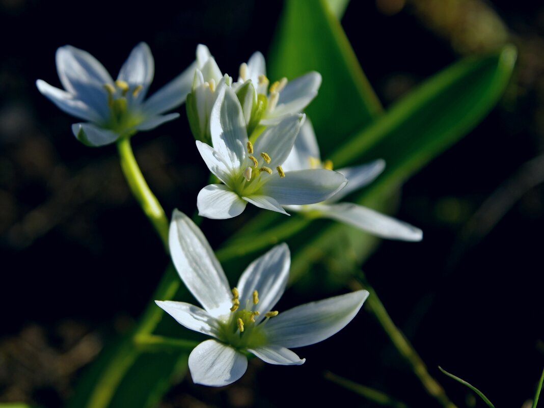 Весенние цветы - Сергей Швечков