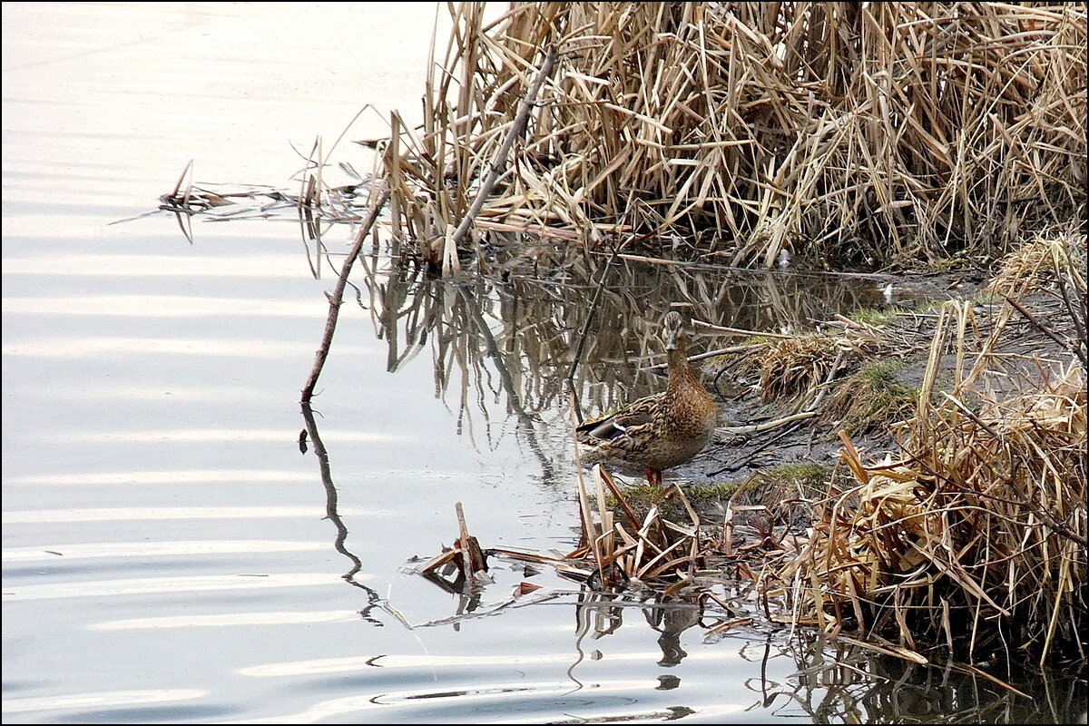 Кряква - Фёдор Меркурьев