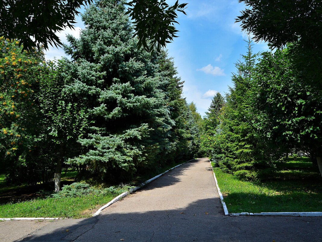 Чебоксары. Ели на аллее мемориального парка Победы. - Пётр Чернега