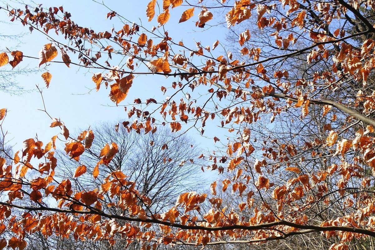 Мартовская зарисовка - Рита Симонова