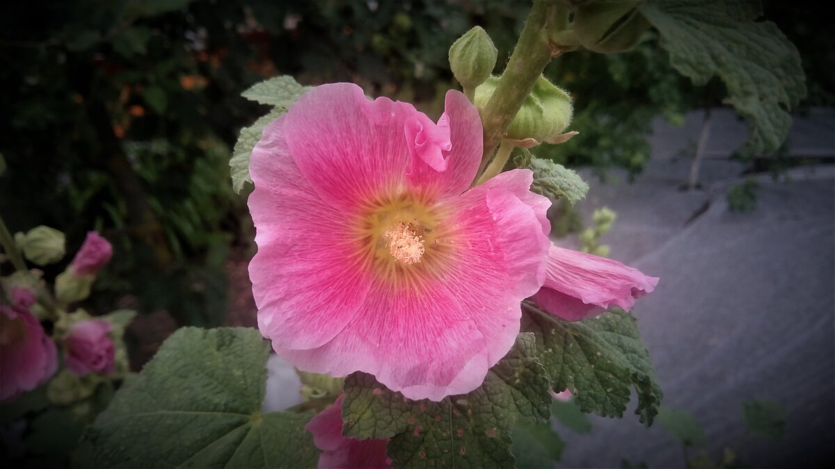 ,,, - Сергей Тимоновский ,,, - Сергей Тимоновский