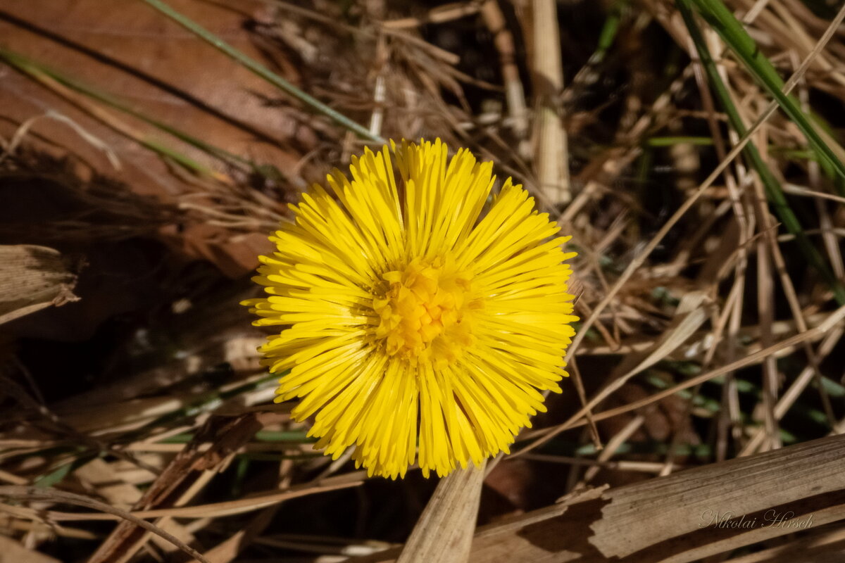Мать-и-мачеха проснулась... - Николай Гирш Мать-и-мачеха проснулась... - Николай Гирш