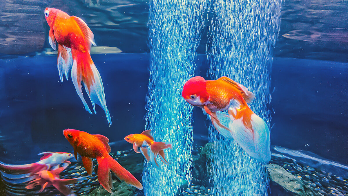 Неплохо устроились ... - Alexandеr P Неплохо устроились ... - Alexandеr P