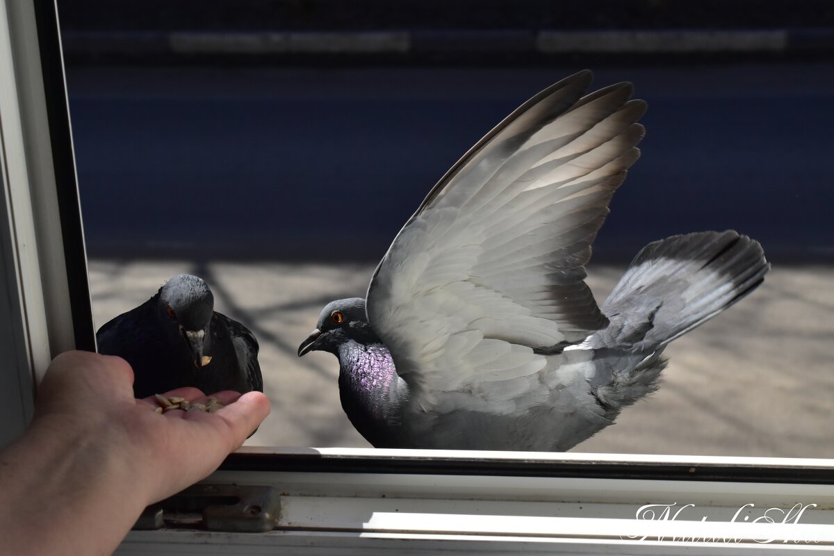 Кормушка. - Наталья Вязигина