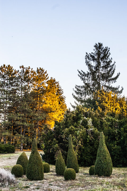 Закат в дендрарии - Коля Лукашов Закат в дендрарии - Коля Лукашов