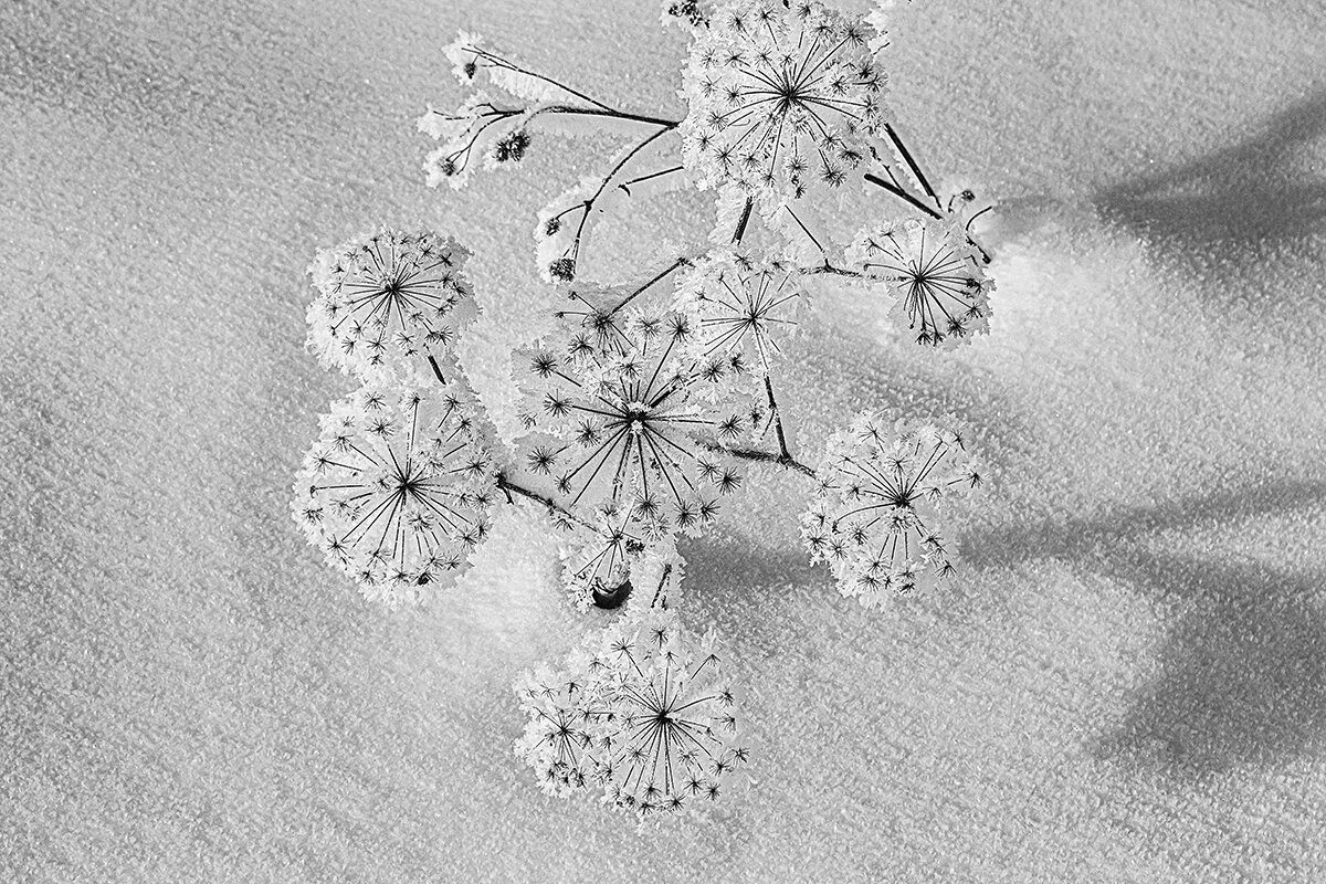 букет - Максимус Кунгурский букет - Максимус Кунгурский