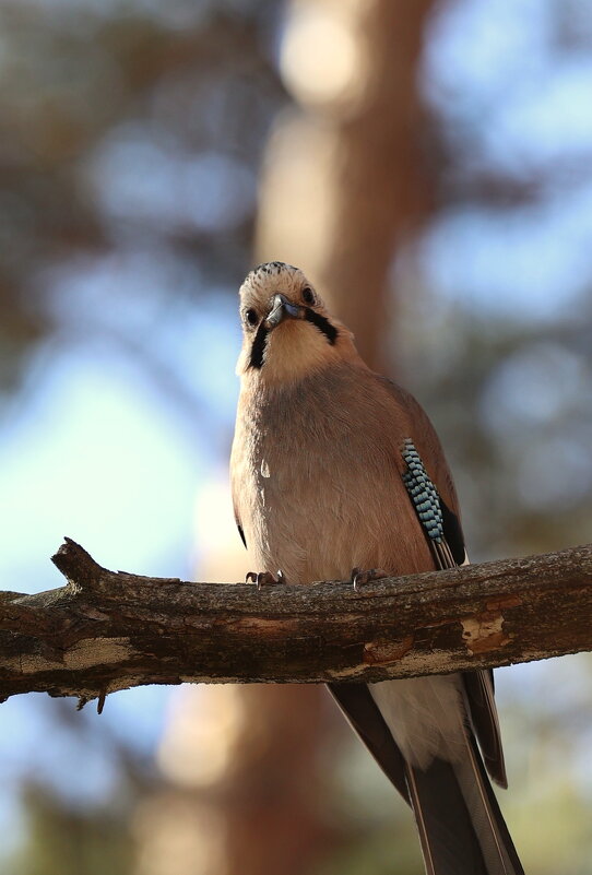 Удивлённое ожидание. - Александр Кондаков Удивлённое ожидание. - Александр Кондаков