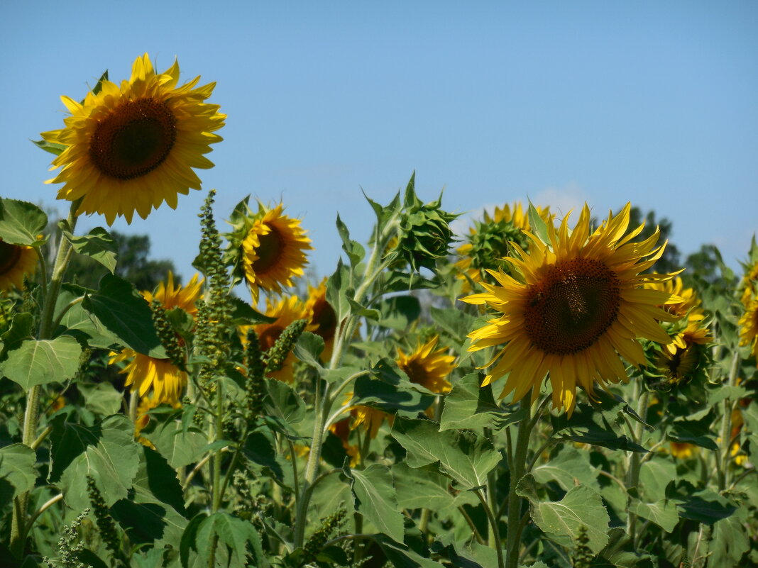 Подсолнушки - Надежда Подсолнушки - Надежда