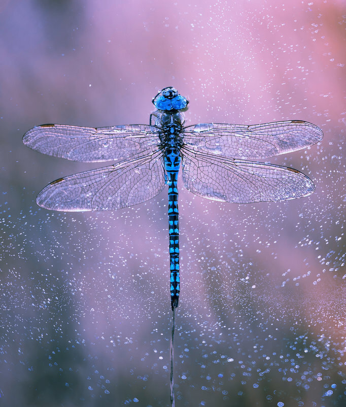 в голубом - Лилия . в голубом - Лилия .