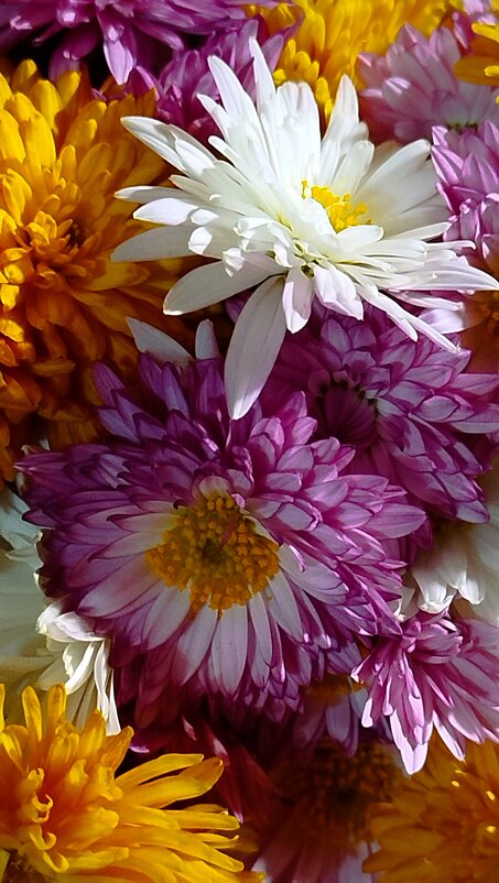 Немного цвета)) - Татьяна Евдокимова Немного цвета)) - Татьяна Евдокимова