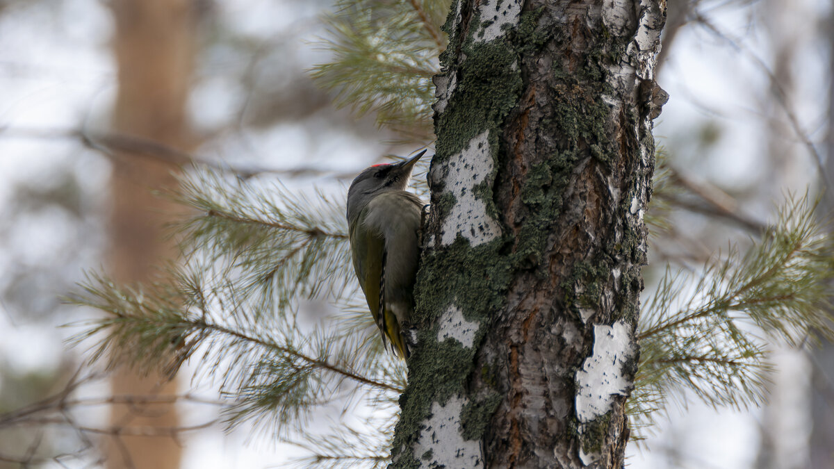 Лесные встречи. - Вадим Басов