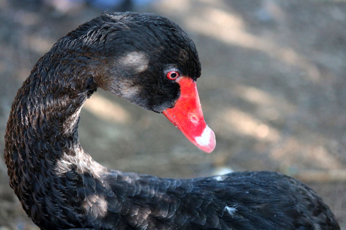 L - Андрей Л. В. L - Андрей Л. В.