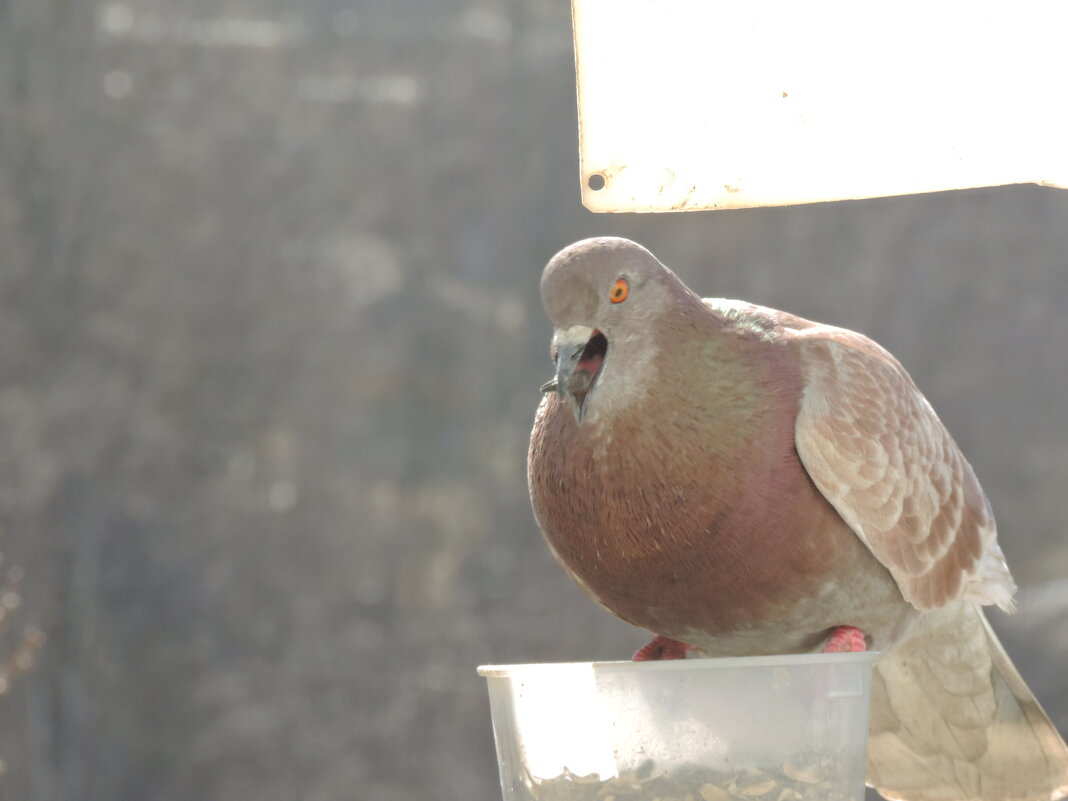 Никон р520... - Юрий Куликов Никон р520... - Юрий Куликов