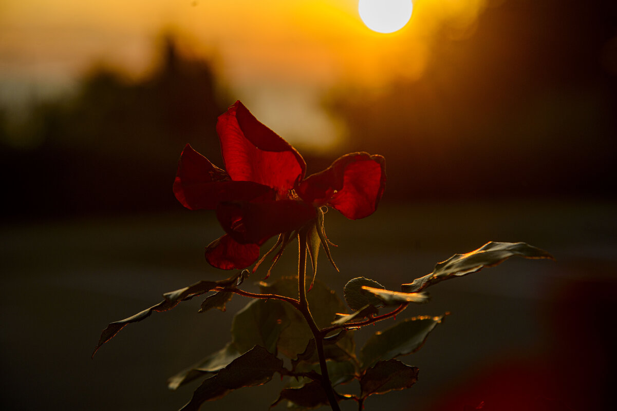 на закате - Осень на закате - Осень
