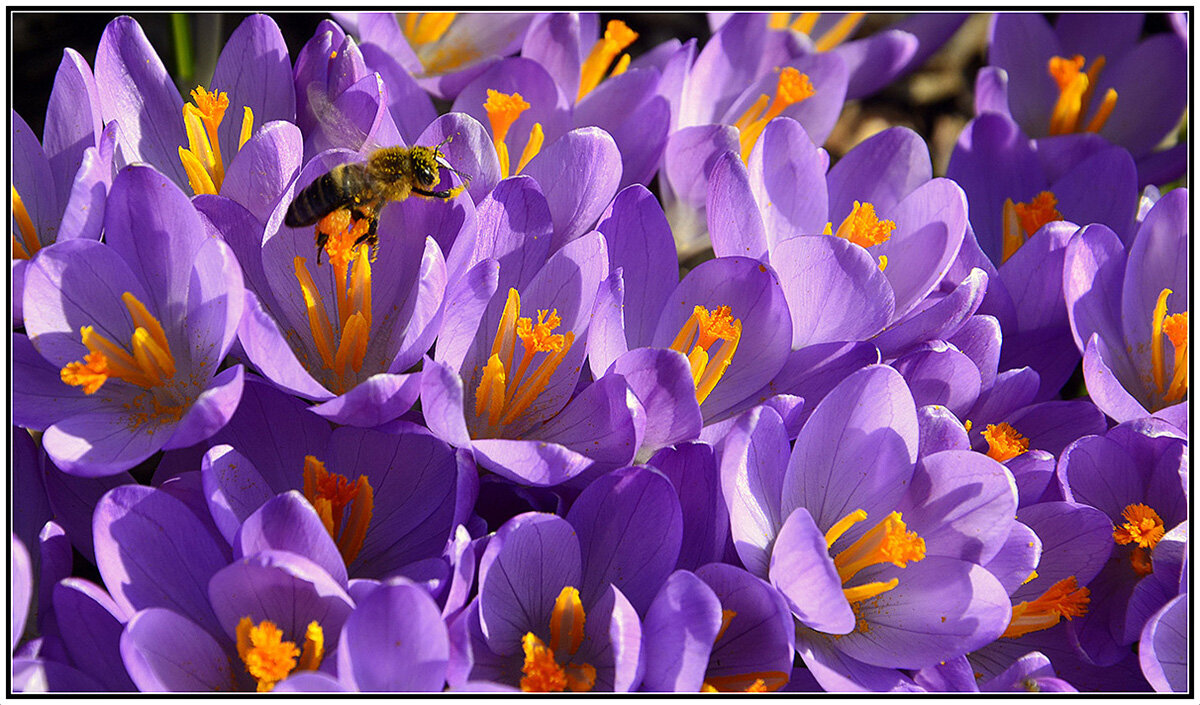 Природа проснулась - Aleksandr Gal