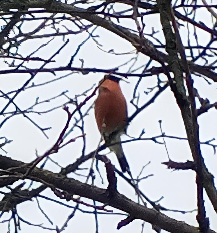 Снегирь - Сапсан 