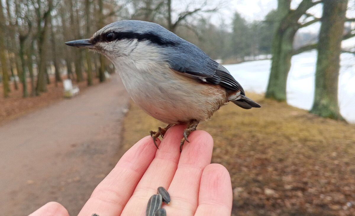 Поползень - Сапсан 