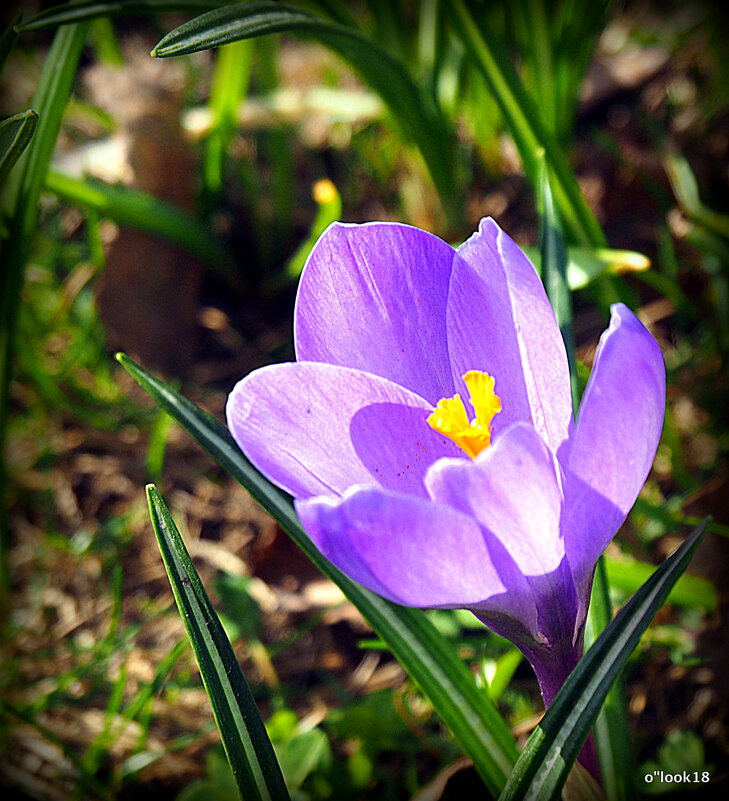цветы на радость нам даны - Олег Лукьянов цветы на радость нам даны - Олег Лукьянов