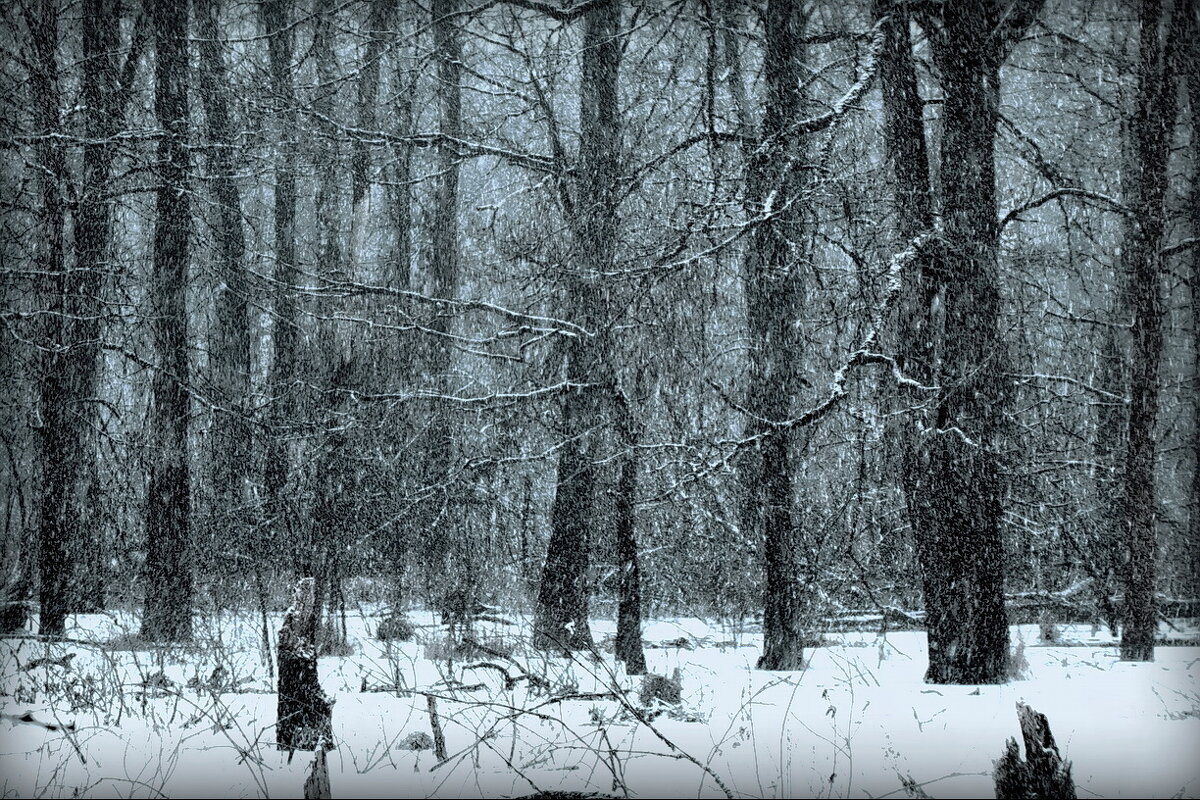 На оз. Тёмном... - Владимир Шошин На оз. Тёмном... - Владимир Шошин
