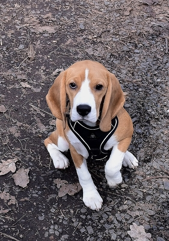 Будем знакомиться?! Я - ЛУна! - Валентина Нефёдова Будем знакомиться?! Я - ЛУна! - Валентина Нефёдова