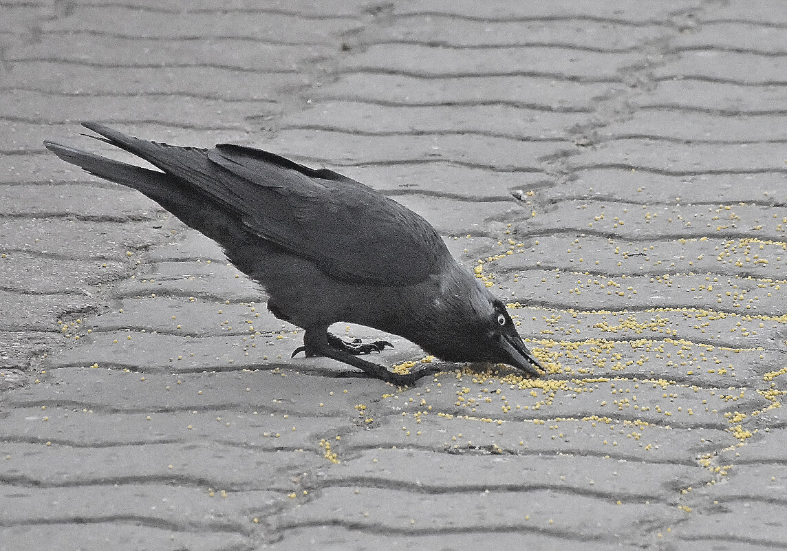 Пшено такое вкусное! - Валентина  Нефёдова 