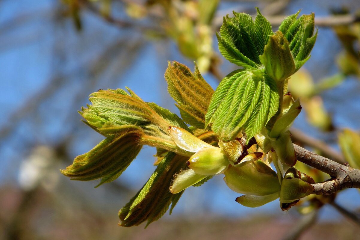 Робкие листочки каштана стремятся к солнцу - Татьяна Смоляниченко Робкие листочки каштана стремятся к солнцу - Татьяна Смоляниченко