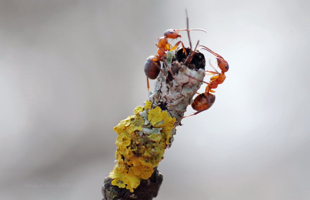 Переговоры на высшем уровне - Ирина Баскакова