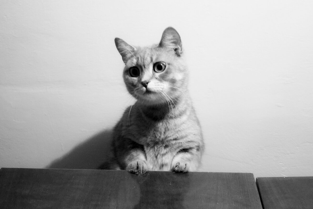 Фэрфлухтэр Бэобахтэр - Maria Rainer