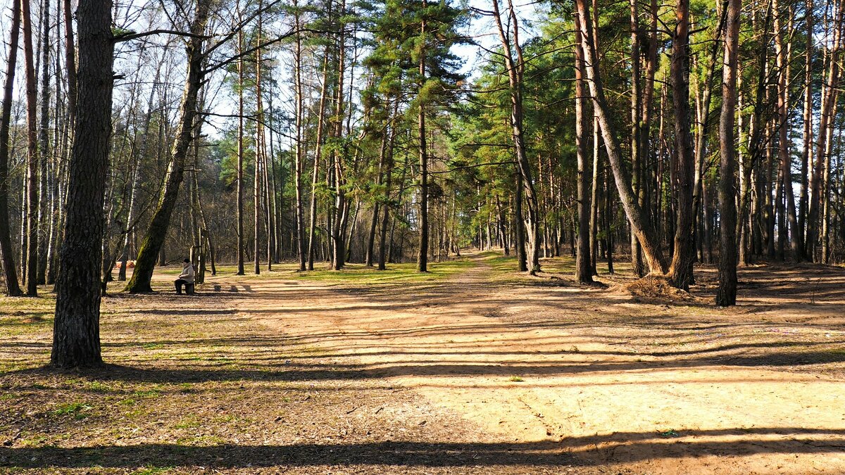 Весенний лес под Смоленском. - Милешкин Владимир Алексеевич 