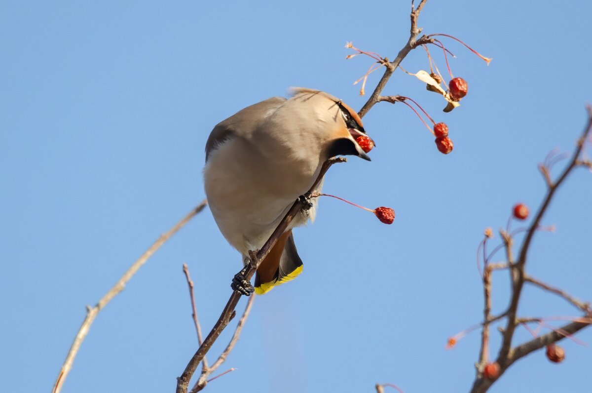 Свиристель. - Виктор Иванович Чернюк