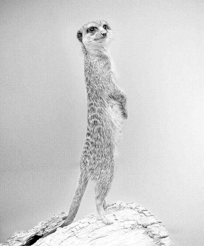 ****** - Андроник Александр 