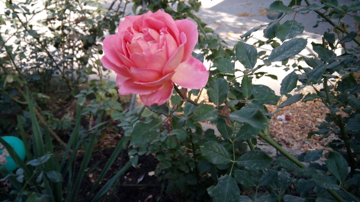 ,,, - Сергей Тимоновский