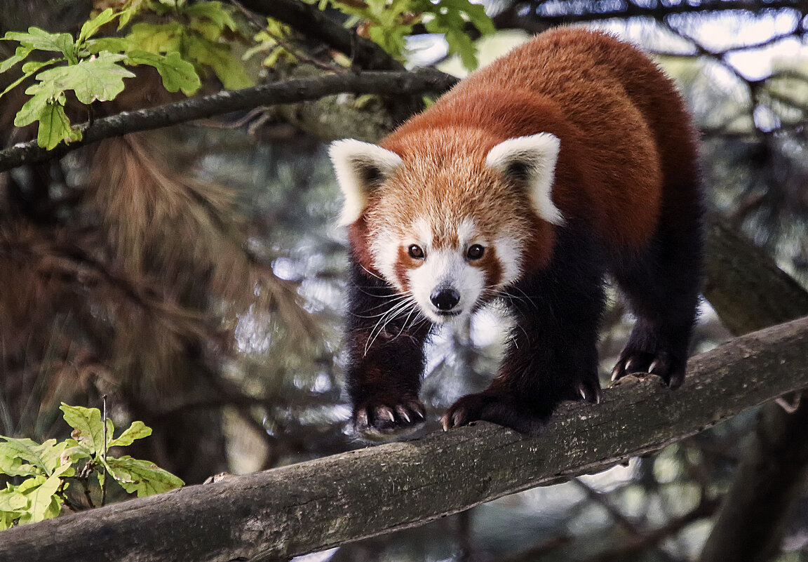Мишка на дереве - Андроник Александр 