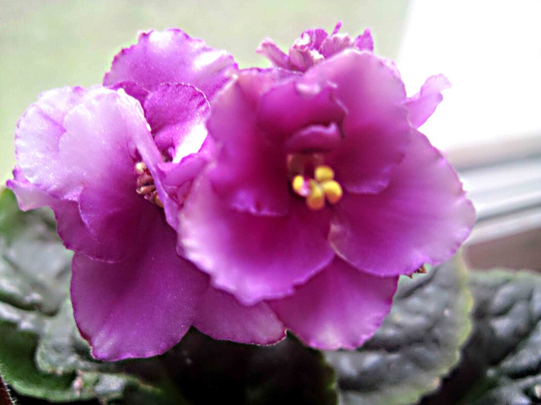 Фиалка - Елена Семигина