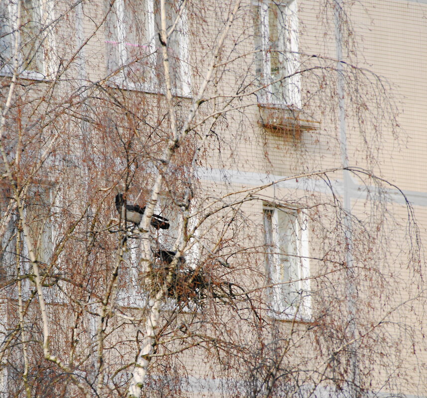 ВЕСЕННИЕ ХЛОПОТЫ - Виктор Никитенко