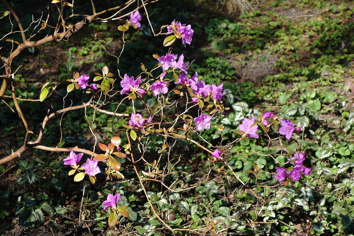 Рододендрон - Рита Симонова Рододендрон - Рита Симонова