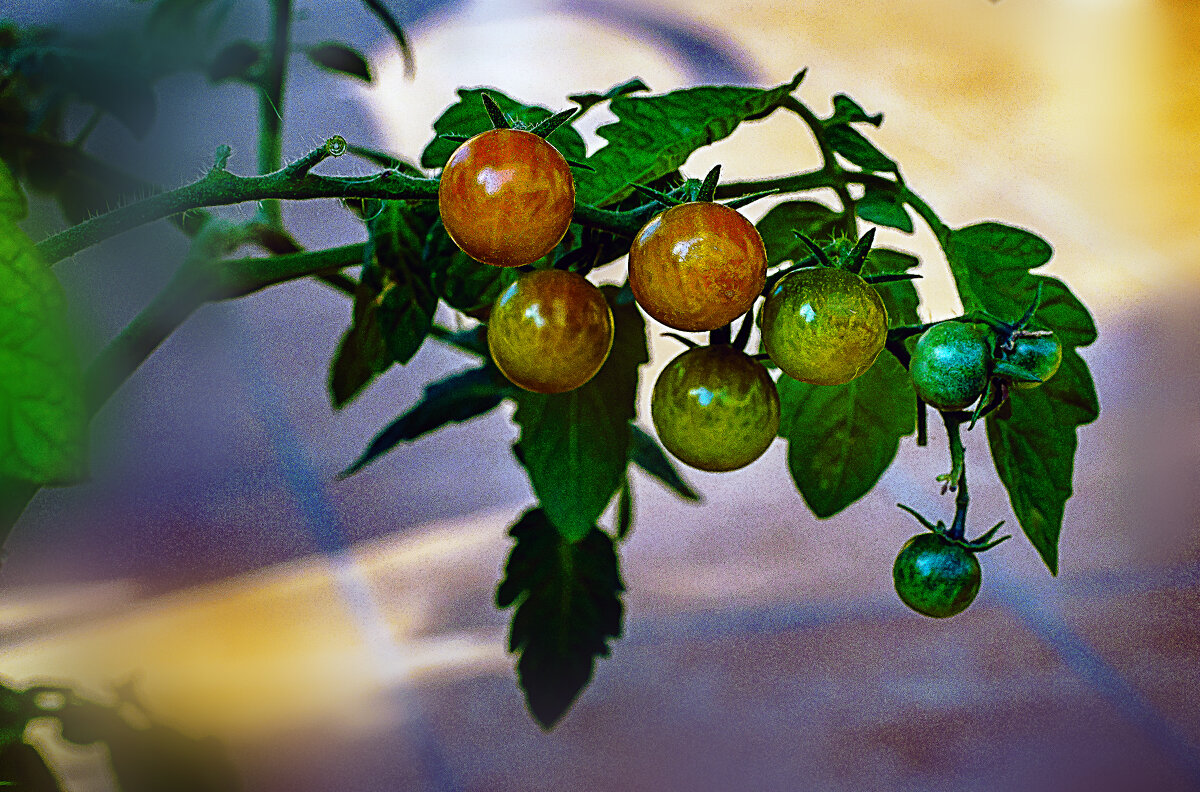 Помидорчики - Владимир Кроливец